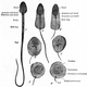 Illustration for article titled How Sperm Cells Get Stripped Down And Ready To Race